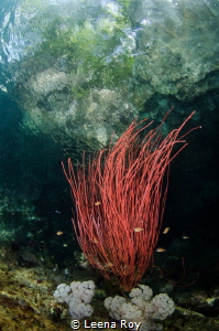 Red whip coral by Leena Roy 